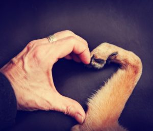 Hand and paw