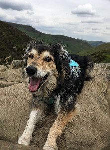 Cute Dog Travelling Tips - Cute Dog