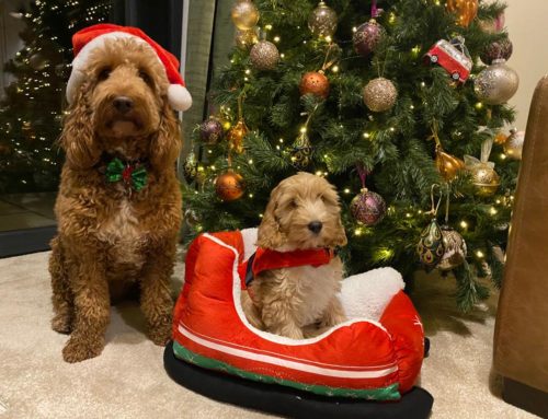 May your Christmas tree survive its annual battle with your pets